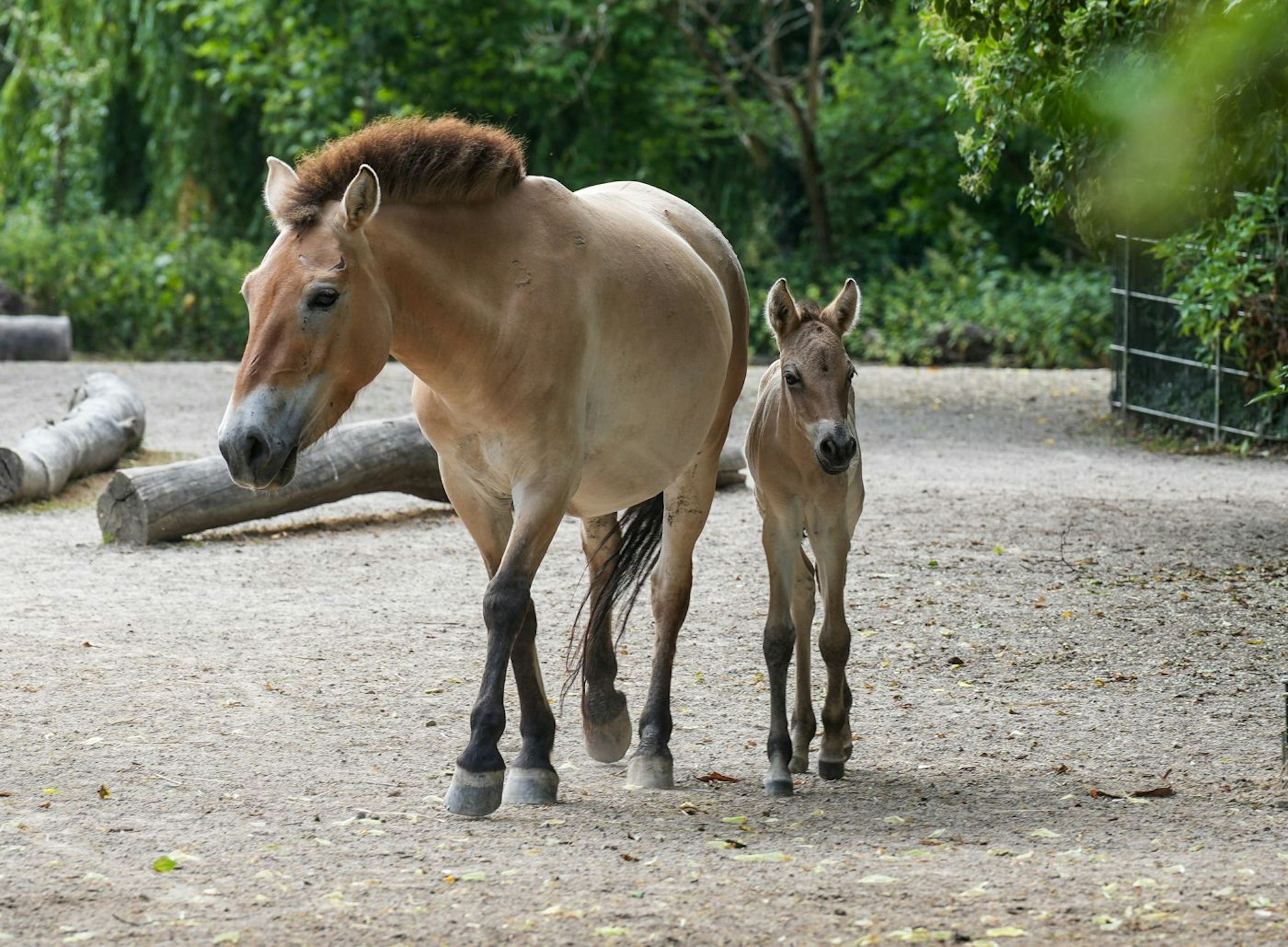 Auf dem Bild sieht man zwei braune Przewalskipferde im Gehege des Kölner Zoos.