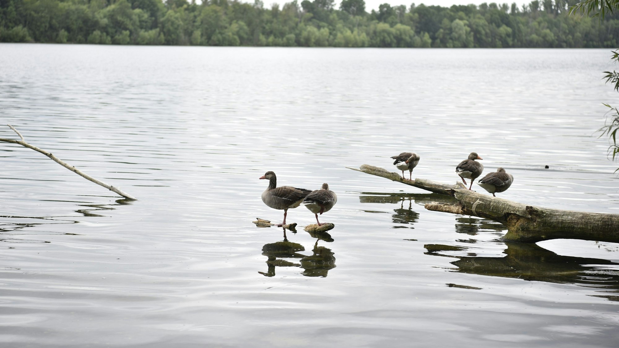 Fünf Enten sitzen auf aus dem Wasser ragenden Ästen am Ufer des Neffelsee in Zülpich-Füssenich.