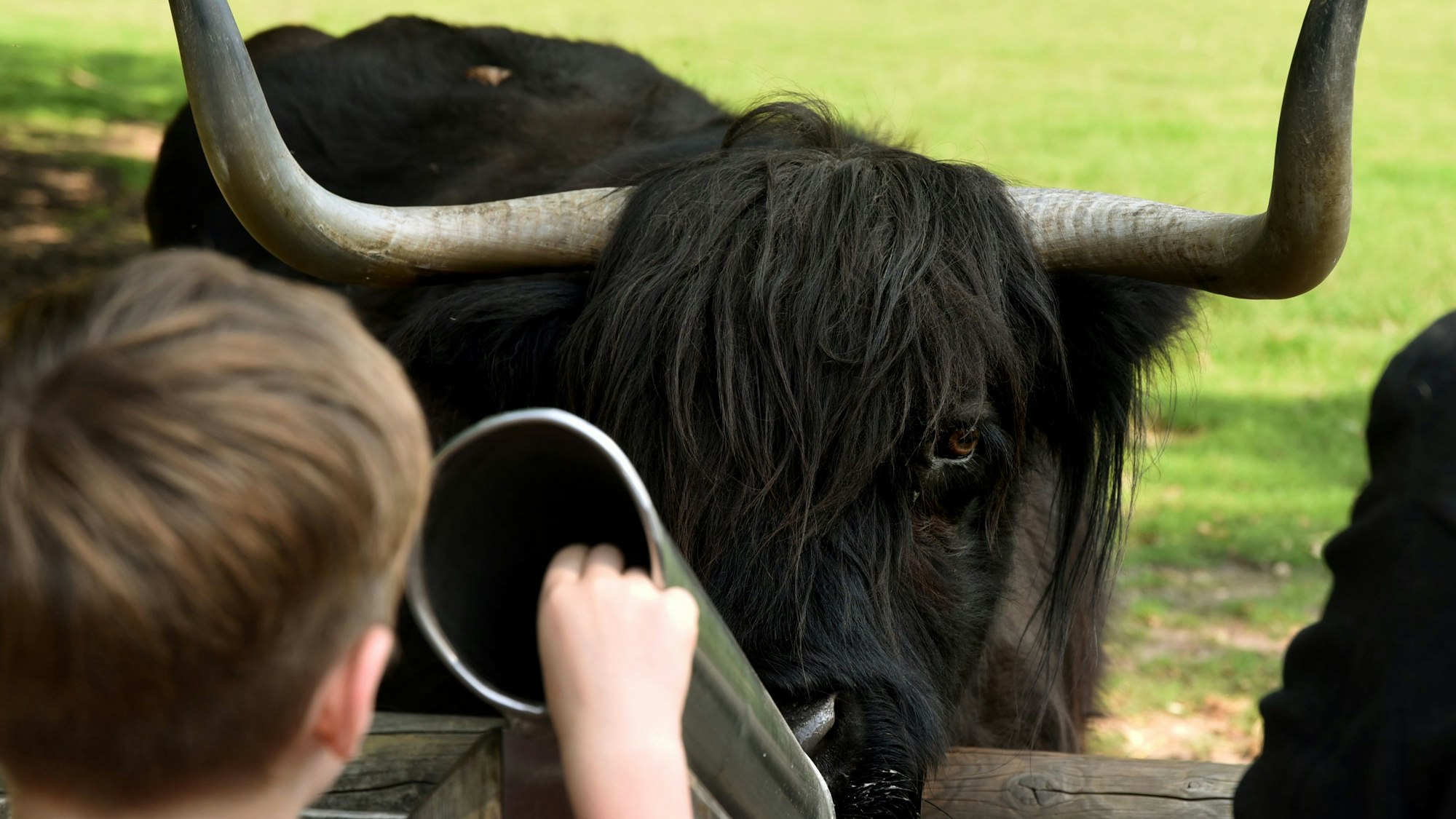 ein Junge wirft Futter durch ein Rohr zu einem Rind, das hinter einem Zaun steht
