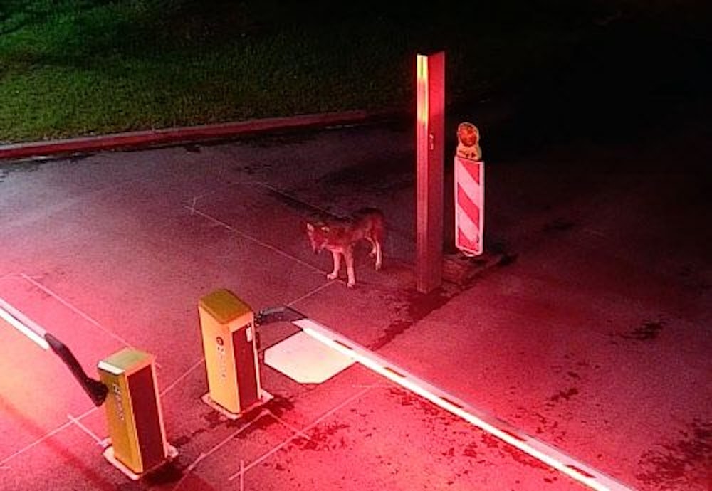 In der Nacht auf den 19. Mai 2021 wurde am Parkgürtel in Köln-Ehrenfeld, auf einem Gelände der Rhein-Energie, ein Wolf gesichtet. Eine Überwachungskamera zeichnete das Tier auf.