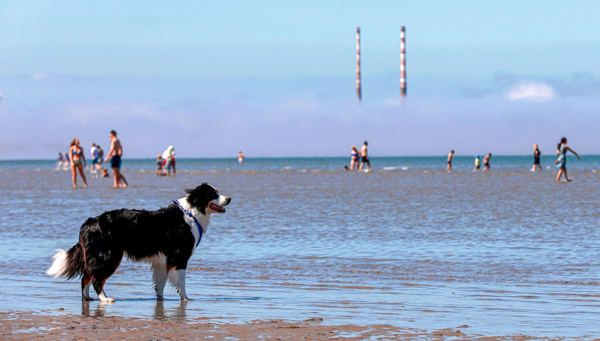 Ein schwarz-weißer Hund steht bei gutem Wetter am Strand.