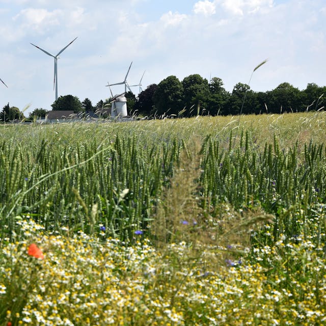 Windmühlen aus verschiedenen Jahrhunderten stehen in der Nähe von Niederembt am Feldrand.
