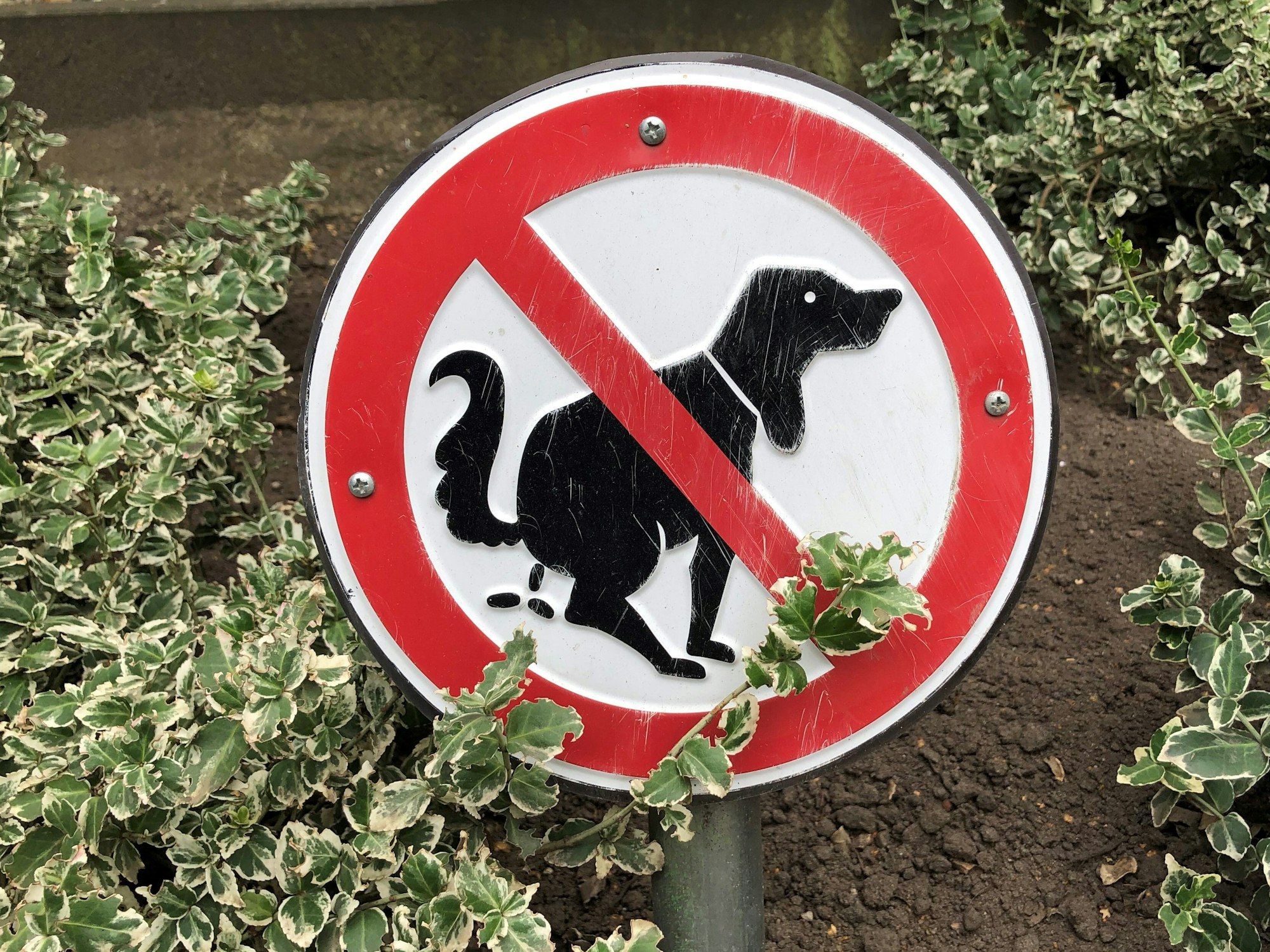 Ein Verbotsschild fordert Hundebesitzer dazu auf, ihre Haustiere nicht in den Grünanlagen ihr Geschäft verrichten zu lassen.
