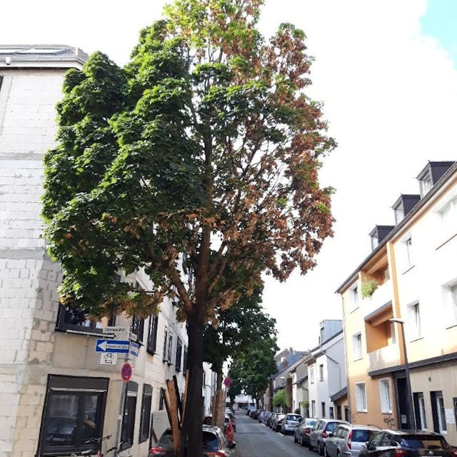 Ein beschädigter Baum steht an einer Straße in Köln.