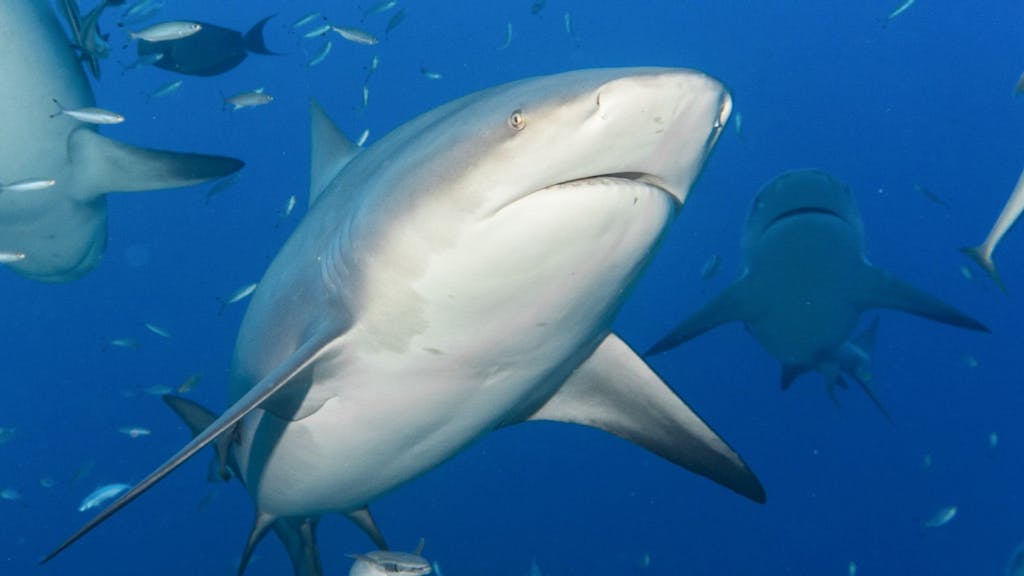 Süchtige Haie in Florida? Der Seeweg ist eine beliebte Methode, um Drogen in die USA zu schaffen. Unser undatiertes Foto zeigt einen Bullenhai.