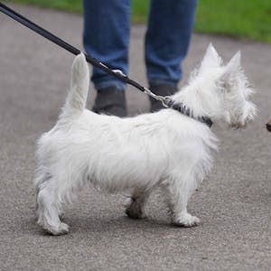 Der Welpe Matteo (l), ein West Highland White Terrier, beschnüffelt einen anderen Hund in einem Park im Stadtteil St. Pauli.&nbsp;