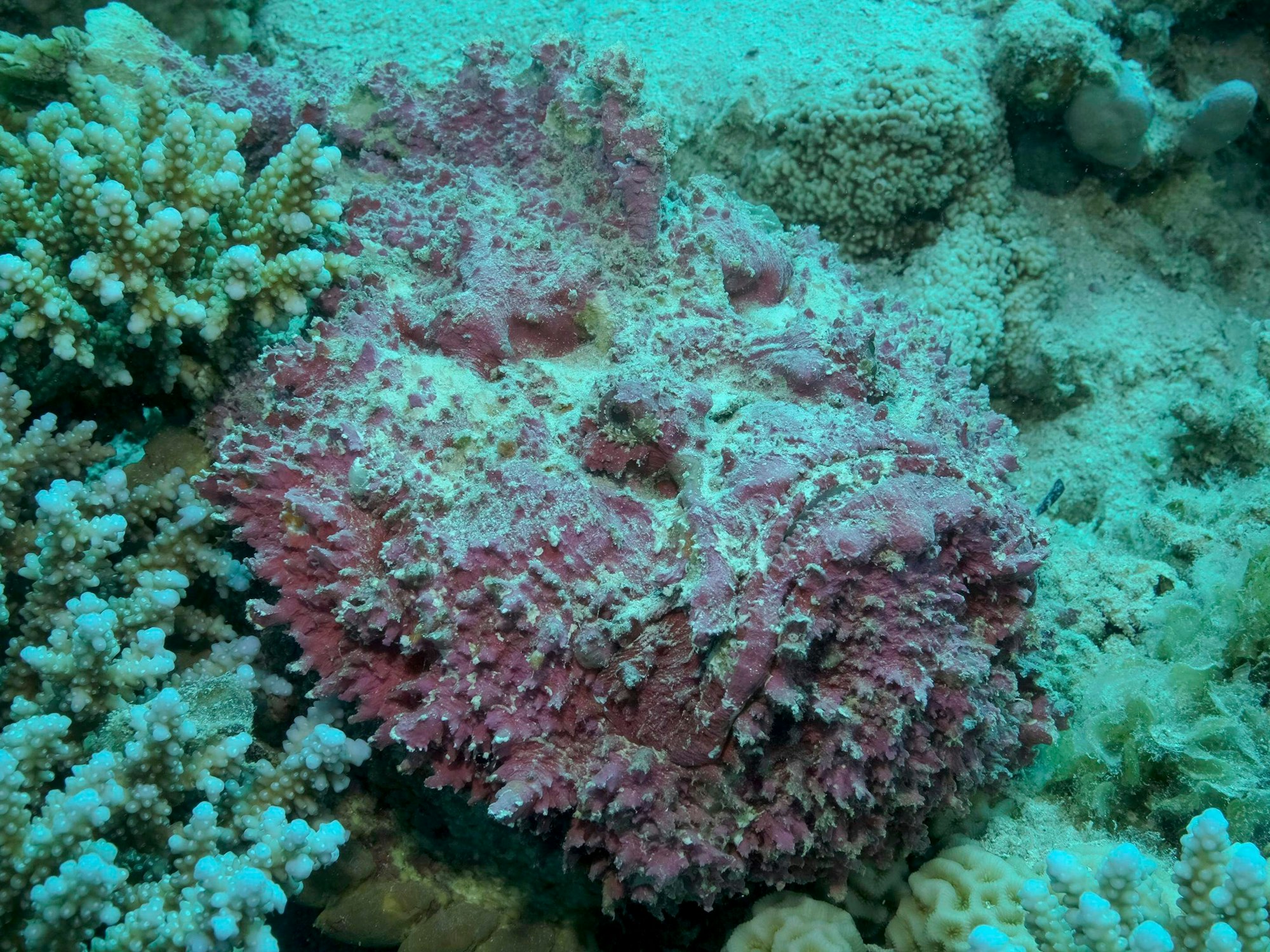 Nahaufnahme eines rosafarbenen Steinfisches, der auf Korallen liegt.