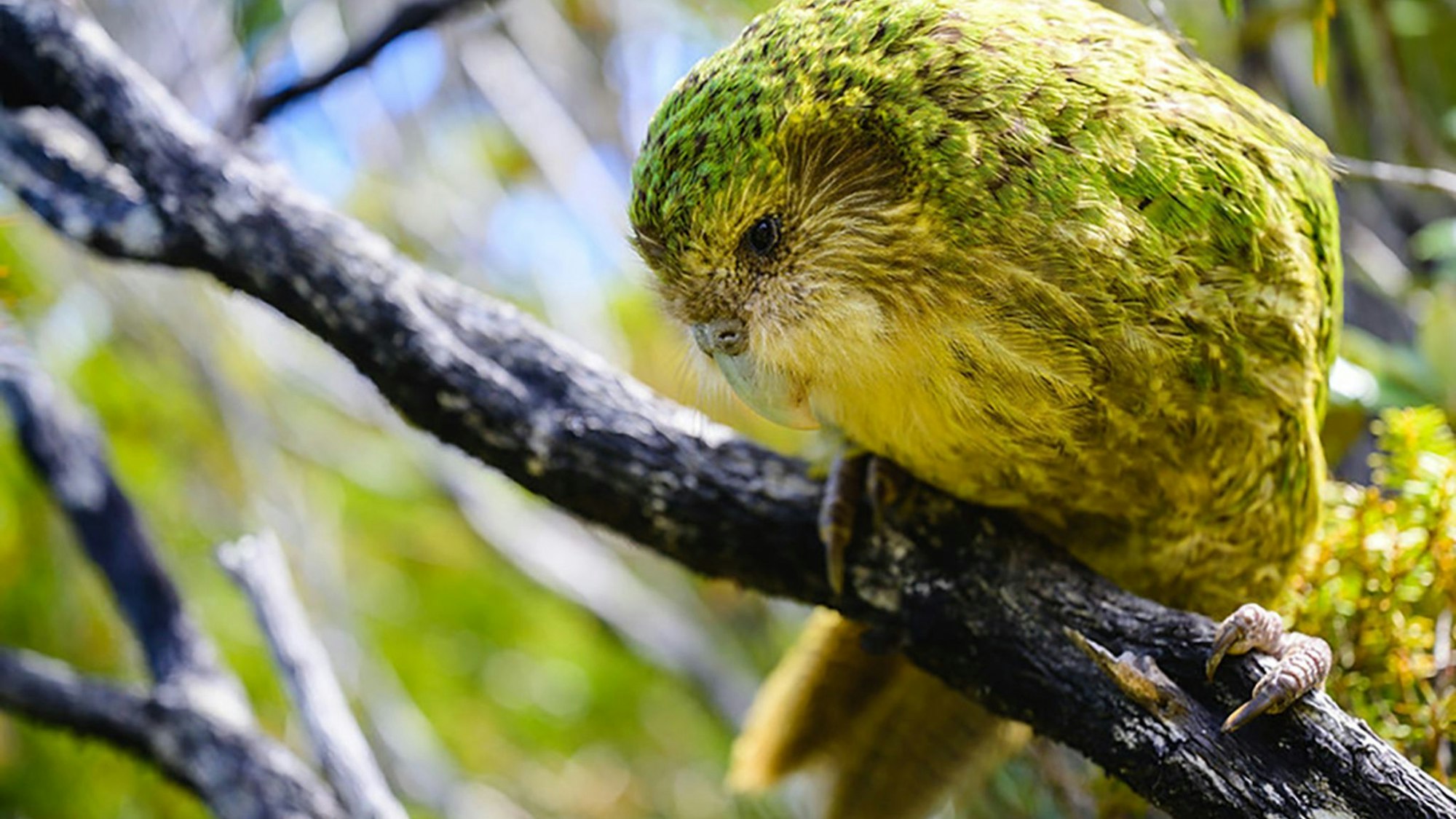 Ein seltener Kakapo.