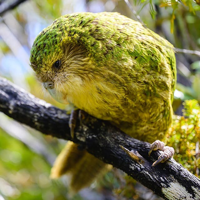 Ein seltener Kakapo.