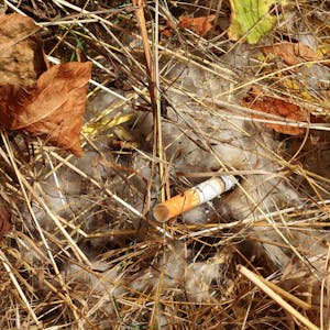 Ein Zigarettenstummel liegt im trockenen Gras.