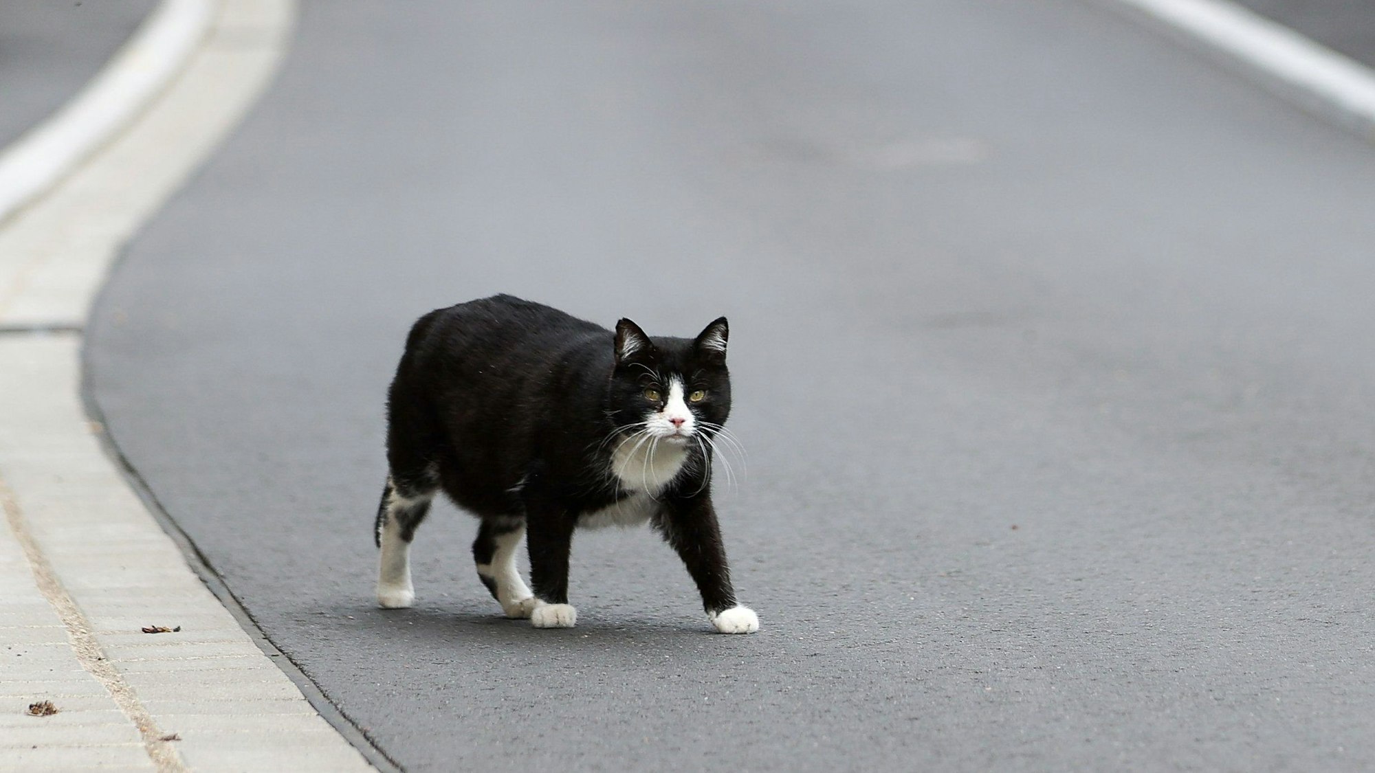 Eine Katze geht über eine Straße. (Symbolbild) In Polen haben sich mehrere Tier mit der Vogelgrippe infiziert. Experten sind besorgt.