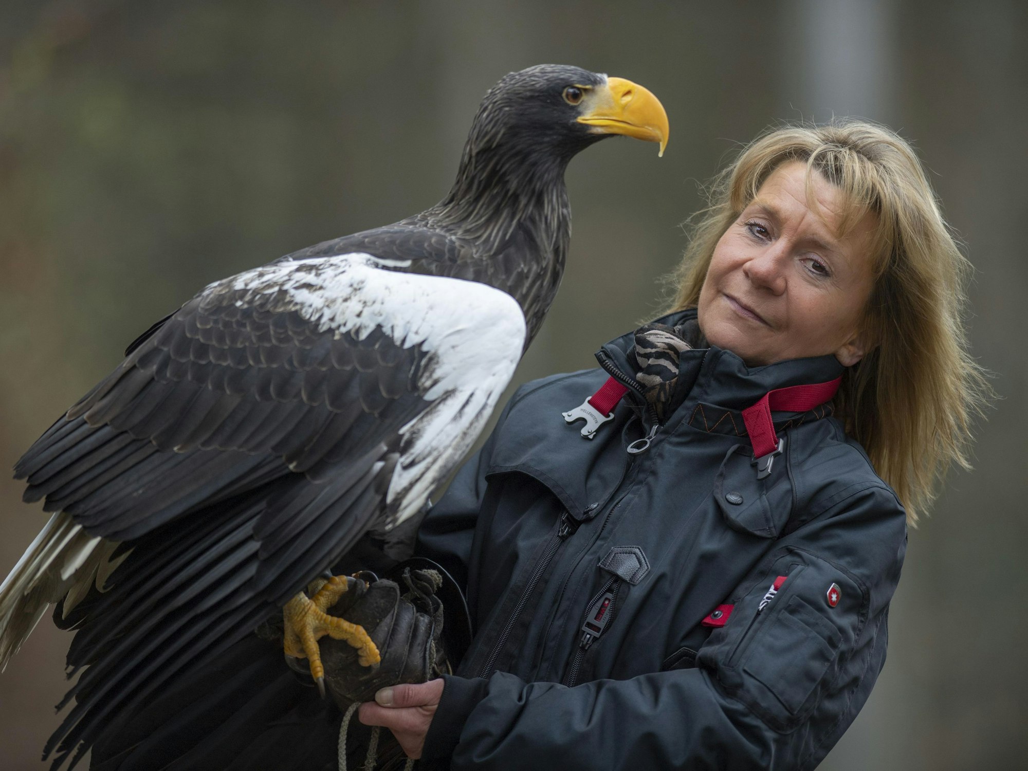 Riesenseeadler Grobi auf dem Arm der Inhaberin der Falknerei Bergisch Land in Remscheid, Carola Schossow.