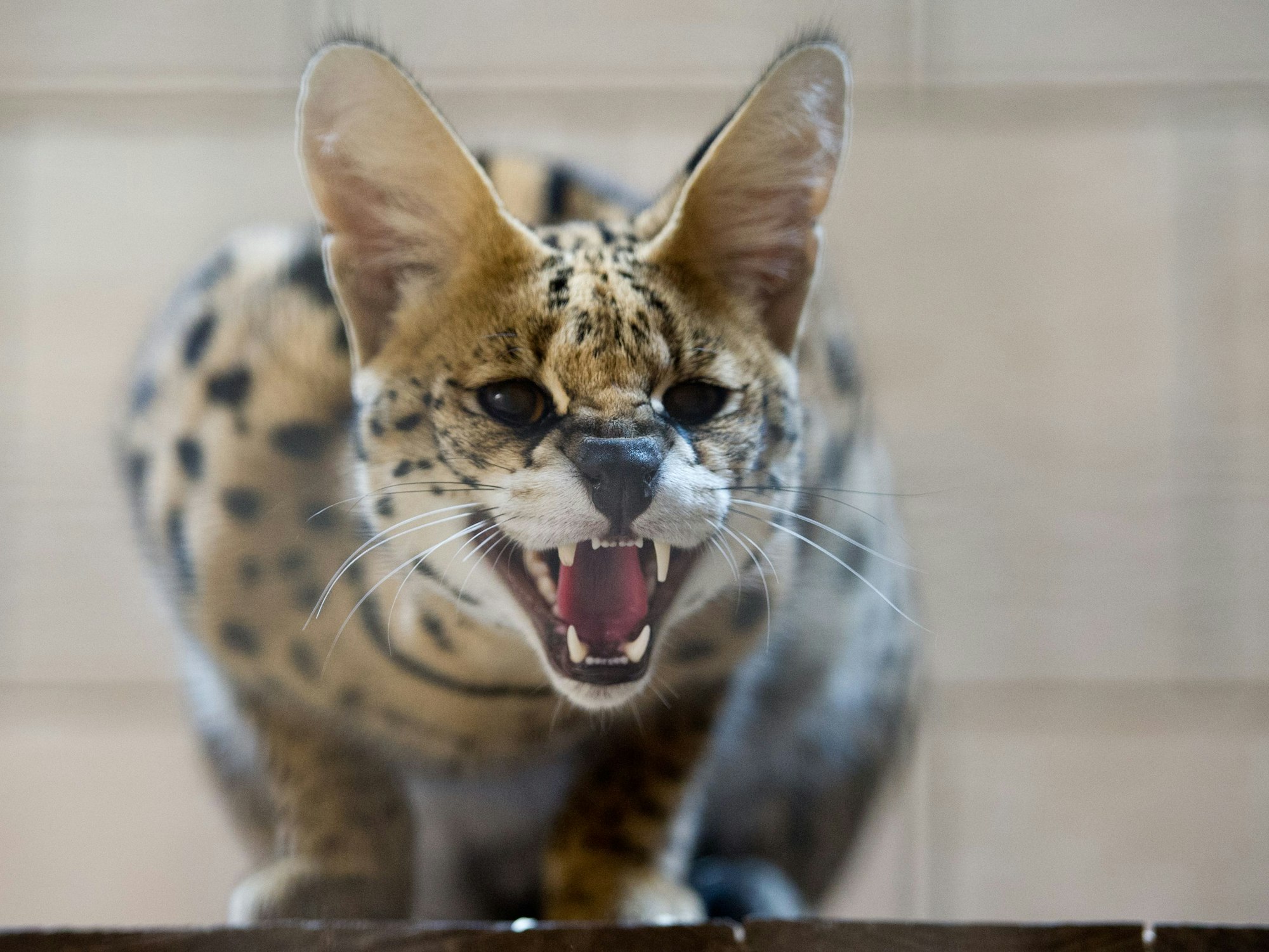 Seine Zähne zeigt ein Serval in der Auffangstation des Tierarztes Renato Rafael nahe Bernau (Brandenburg).
