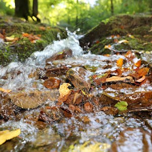Wasser plätschert im Wald an vermoosten Steinen vorbei. Braune Blätter werden von dem Bächlein mitgerissen.