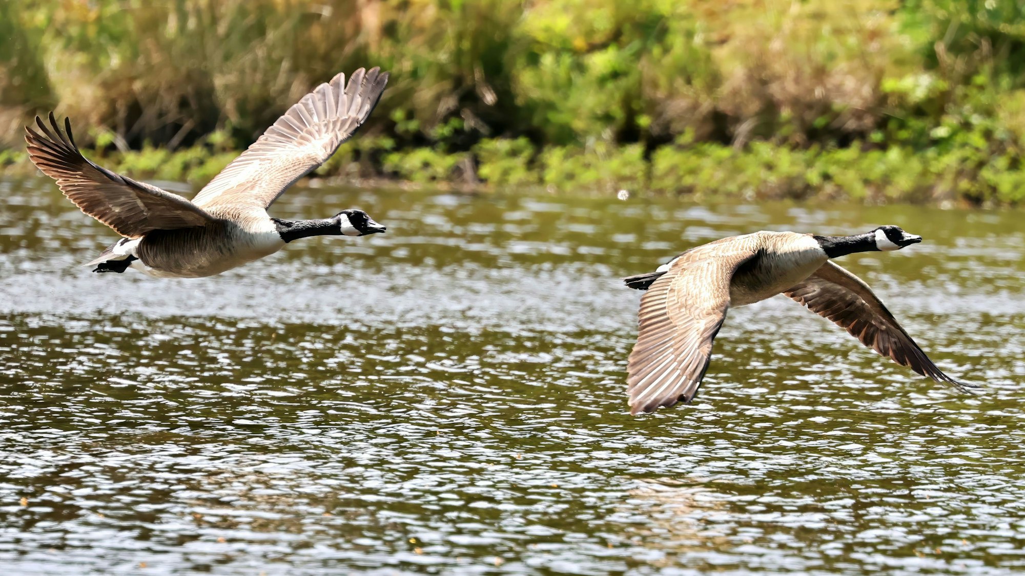 Zwei Kanadagänse fliegen hintereinander beim Start dicht über der Wasseroberfläche des Urftweihers.