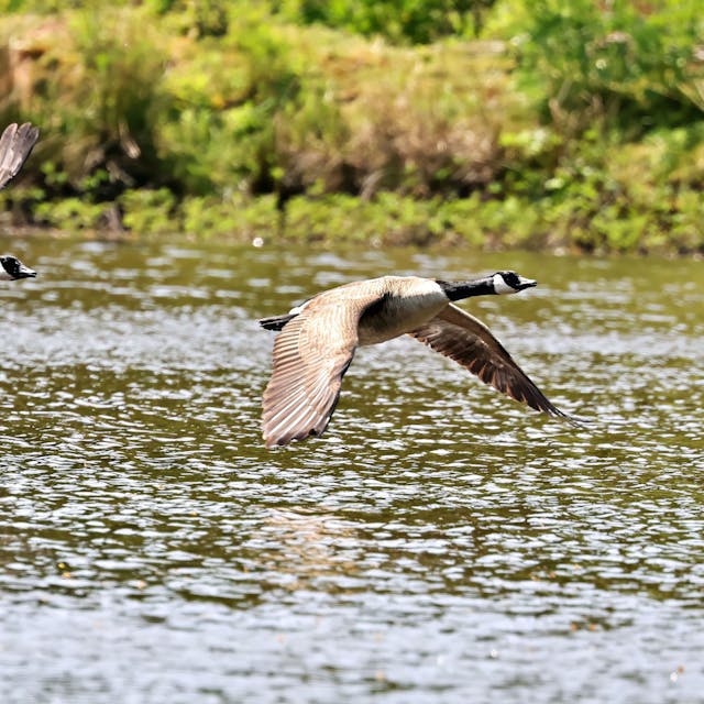 Zwei Kanadagänse fliegen hintereinander beim Start dicht über der Wasseroberfläche des Urftweihers.