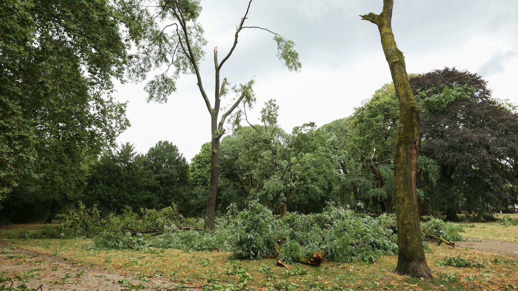 Unwetter in Köln am 24. Juli: Große Äste sind von Bäumen im Stadtgarten abgebrochen.

