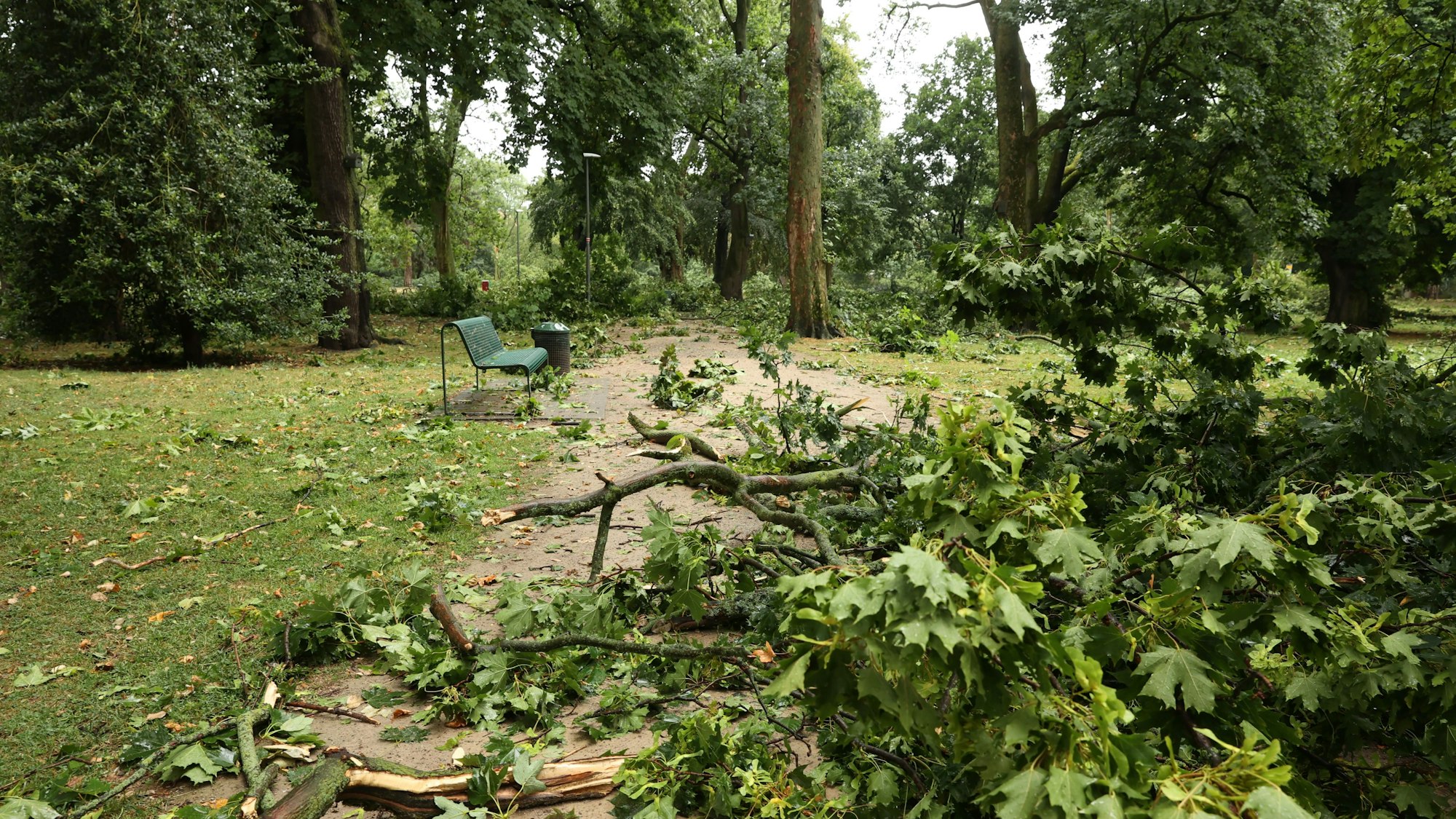 Unwetter in Köln am 24. Juli: An zahlreichen Orten im Stadtgarten sind Äste herabgefallen.

