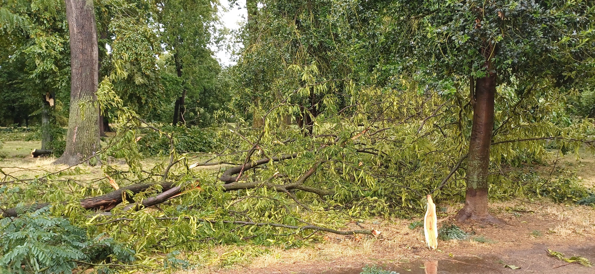Unwetter in Köln am 24. Juli: Umgestürzte Bäume im Stadtgarten