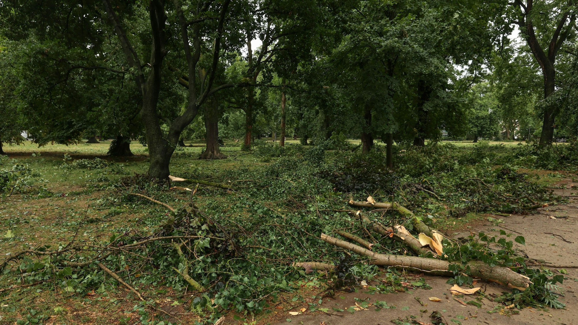 Unwetter in Köln am 24. Juli: Im Stadtgarten sind zahlreiche Bäume beschädigt worden.

