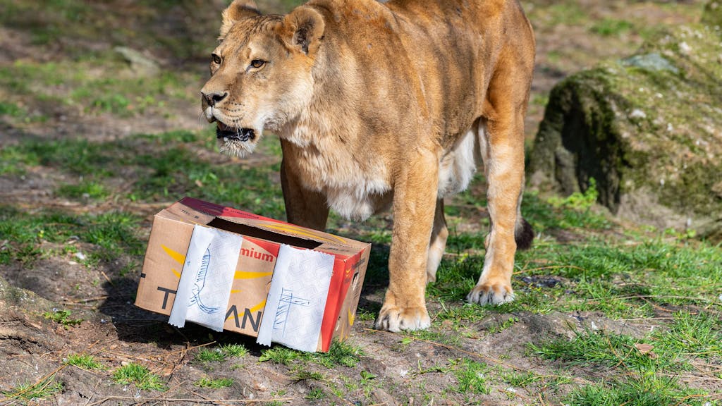 Eine Löwin steht vor einem Karton mit Fleischknochen in einem Zoo.&nbsp;