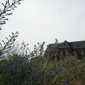 Das Bild zeigt die alte Kirche in Manheim, die Fenster sind verrammelt. Im Vordergrund wachsen Wildblumen.
