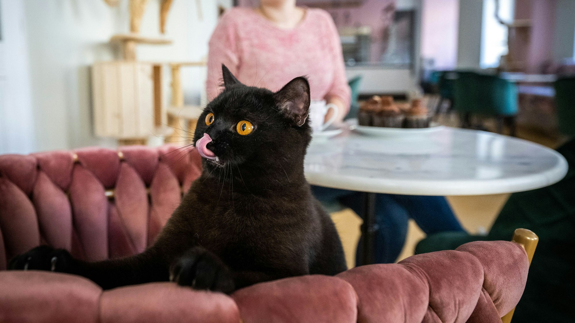 Eine Katze blickt über eine Stuhllehne in einem Katzencafé