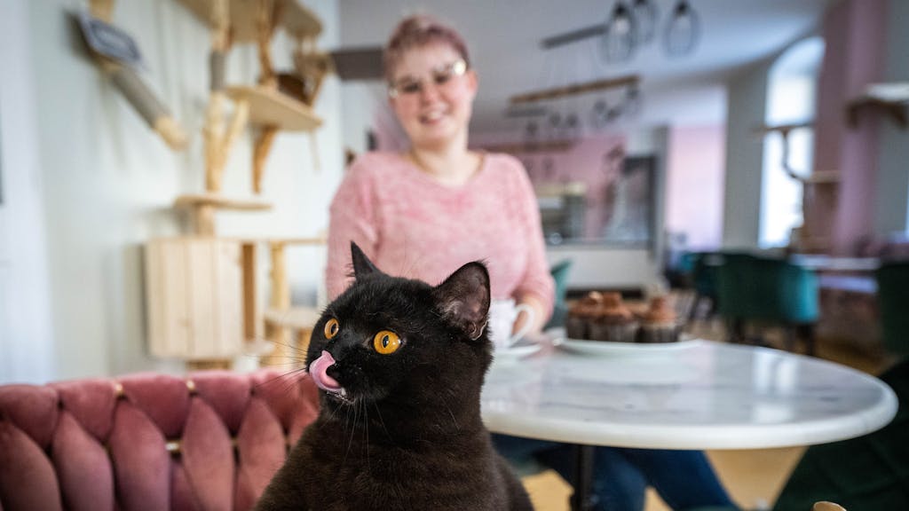 Eine Katze blickt über eine Stuhllehne in einem Katzencafé