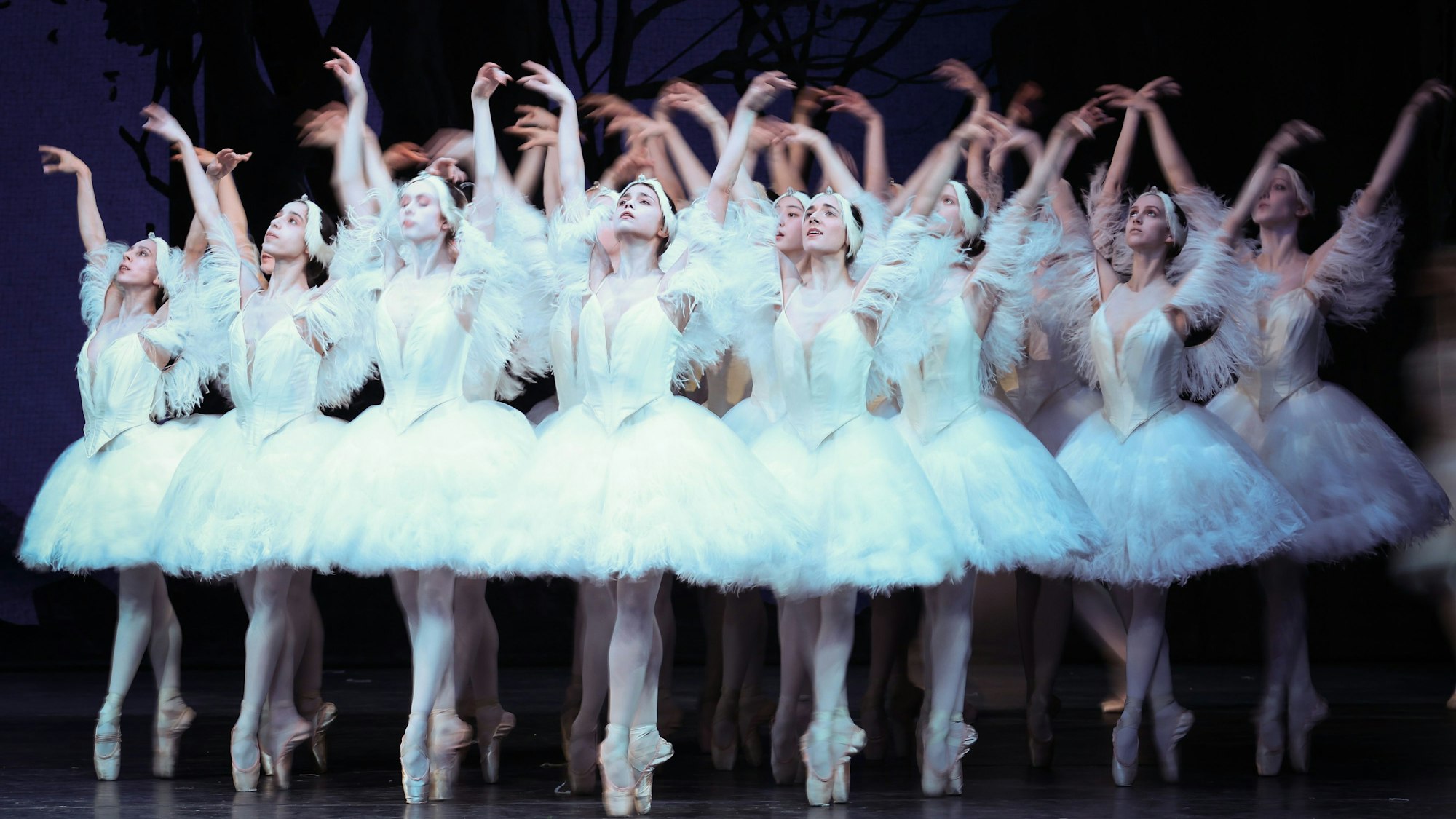 Tänzerinnen als „Schwäne“ tanzen bei einer Fotoprobe von John Neumeiers Ballett „Illusionen – wie Schwanensee“ auf der Bühne in der Staatsoper