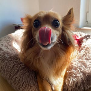 Der Zwerg Chihuahua "Jack" ist von einem größeren Hund tot gebissen worden.