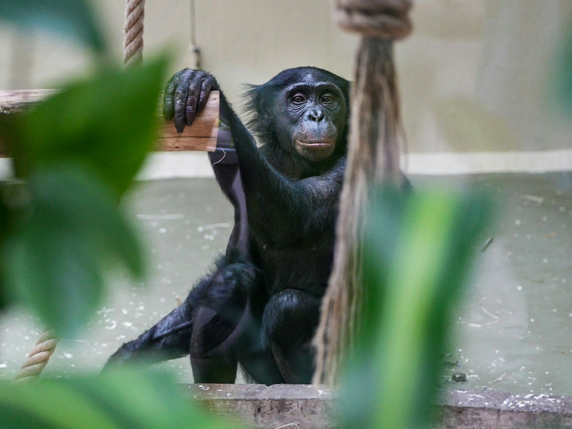 Bonobo-Affe Malaika sitzt im Gehege.