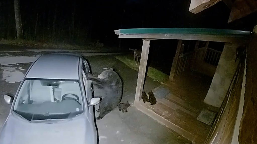 Ein Screenshot aus Videomaterial von einer Überwachungskamera der Firma Ring in Sevierville im US-Bundesstaat Tennessee zeigt eine Bärenmutter, die eine Autoscheibe zerstört.