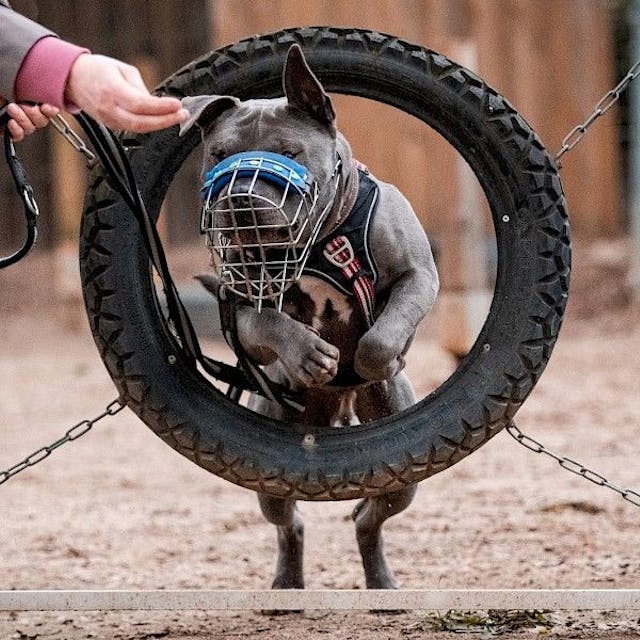 Der Staffordshire-Mischling Dia springt durch einen Reifen. Man kann ihm viel beibringen.