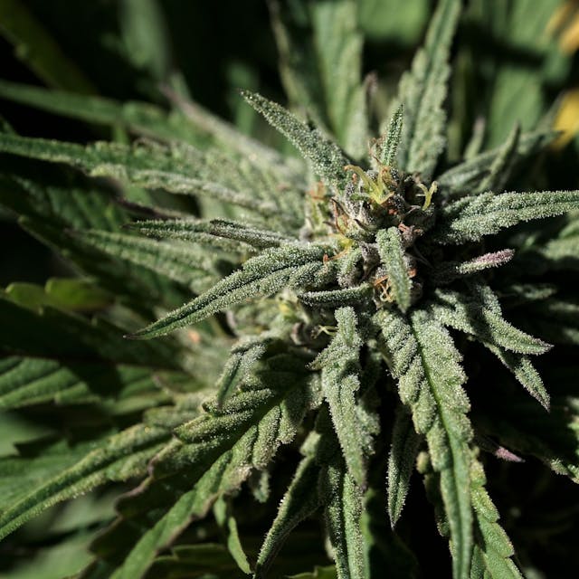Das Foto zeigt eine Cannabispflanze.