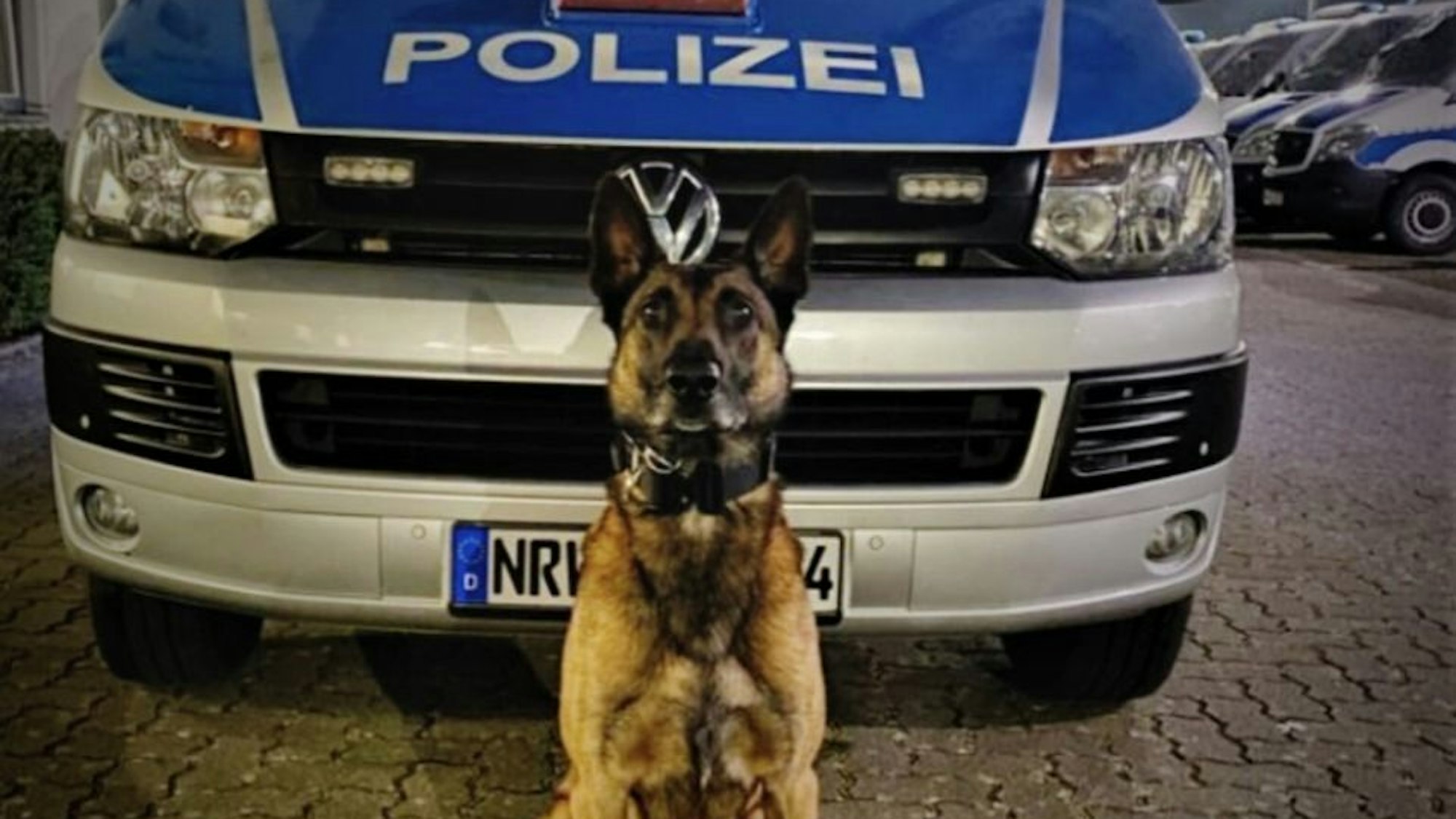 Der Polizeihund der Kölner Polizei sitzt vor einem Einsatzwagen.