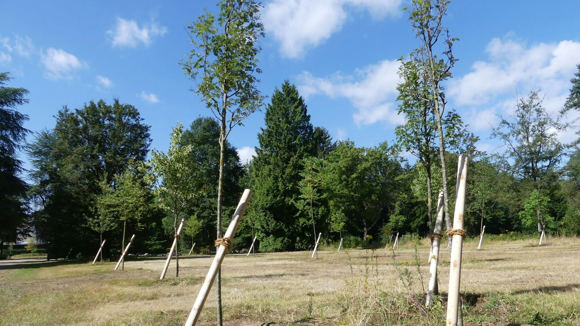 Im vergangenen Herbst wurden diese Bäume auf einer Wiese im Westfriedhof gesetzt.