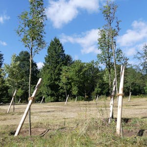 Im vergangenen Herbst wurden diese Bäume auf einer Wiese im Westfriedhof gesetzt.