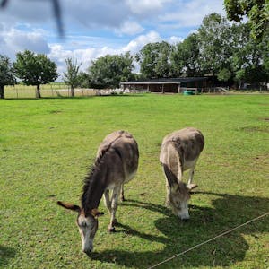 Zwei Esel grasen auf einer Wiese, im Hintergrund sind Gänse zu sehen.