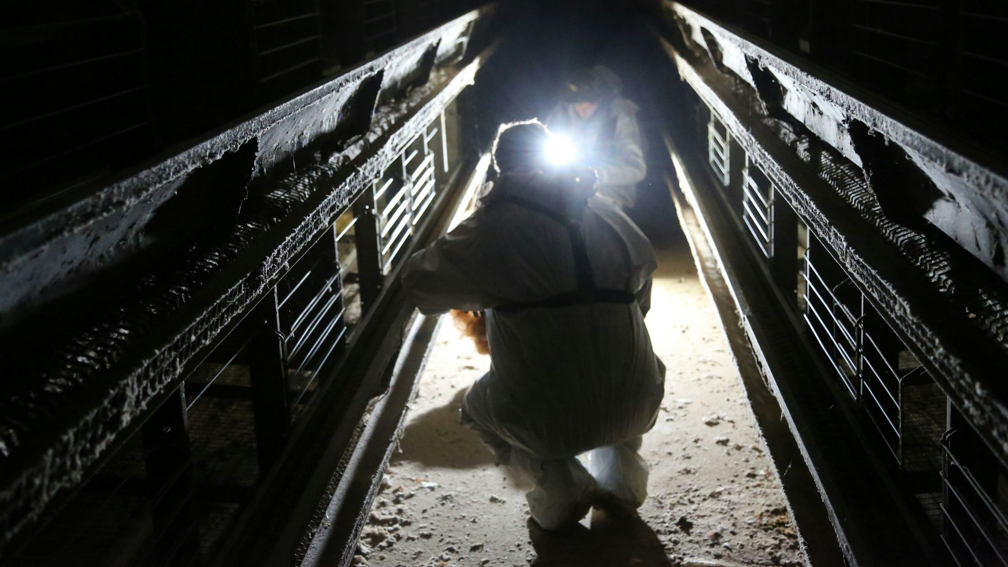 Das Foto zeigt Tierschützer bei einem Einsatz in einem Schlachtbetrieb. Sie tragen weiße Schutzanzüge und leuchten den Stall mit Taschenlampen aus.