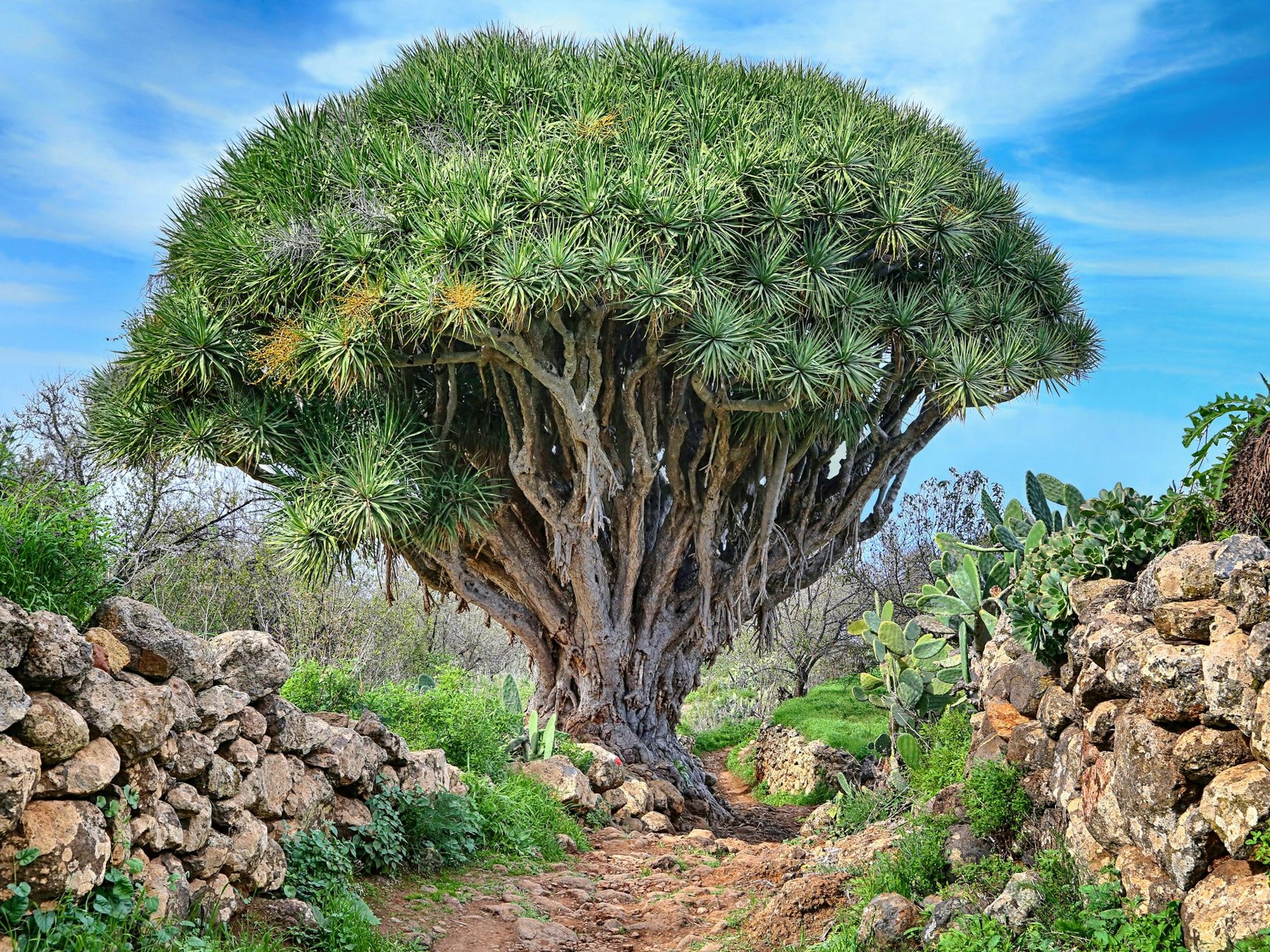 Auf dem Foto sieht man einen Drachenbaum auf La Palma.