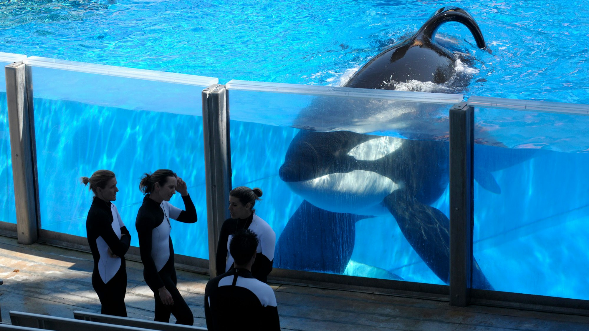 Orca Tilikum schwimmt in einem Becken im Aquarium. Davor stehen vier Tierpflegerinnen und Tierpfleger.