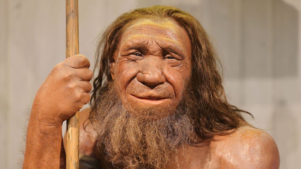 Die Nachbildung eines Neandertalers im Museum.