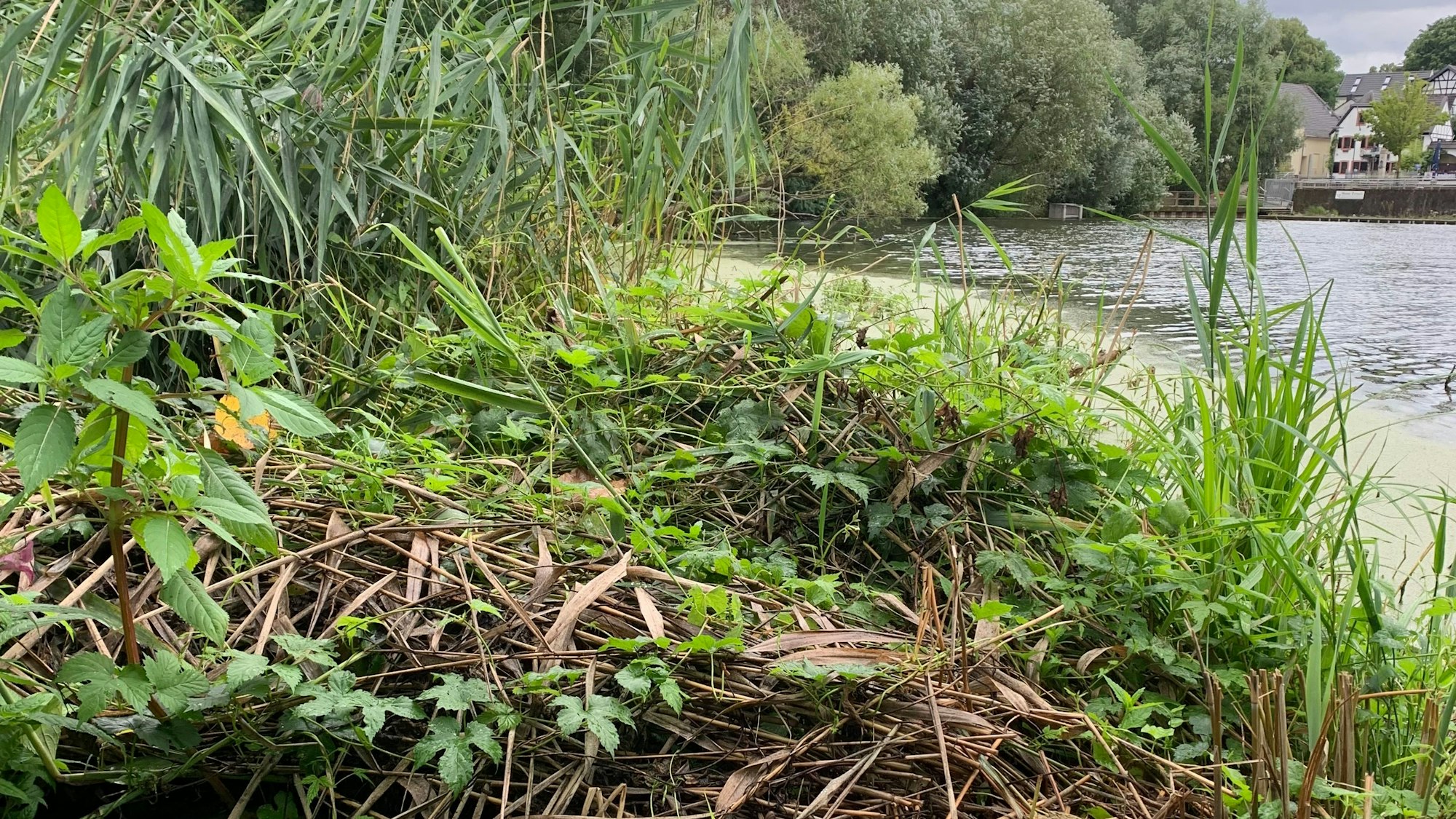 Ein Pflanzenhaufen am Ufer der Groov. Ringelnattern legen dort ihre Eier zum Ausbrüten hinein.