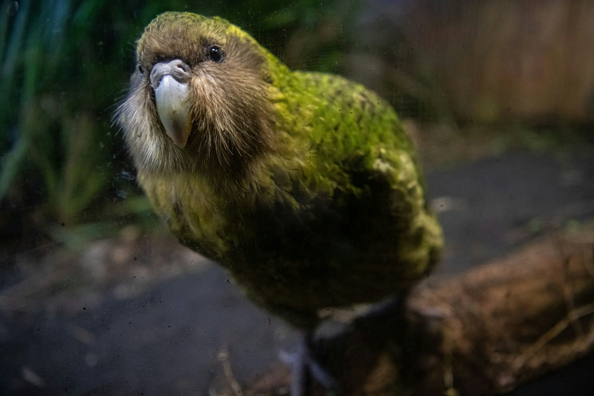 Ein neuseeländischer Kakapo.
