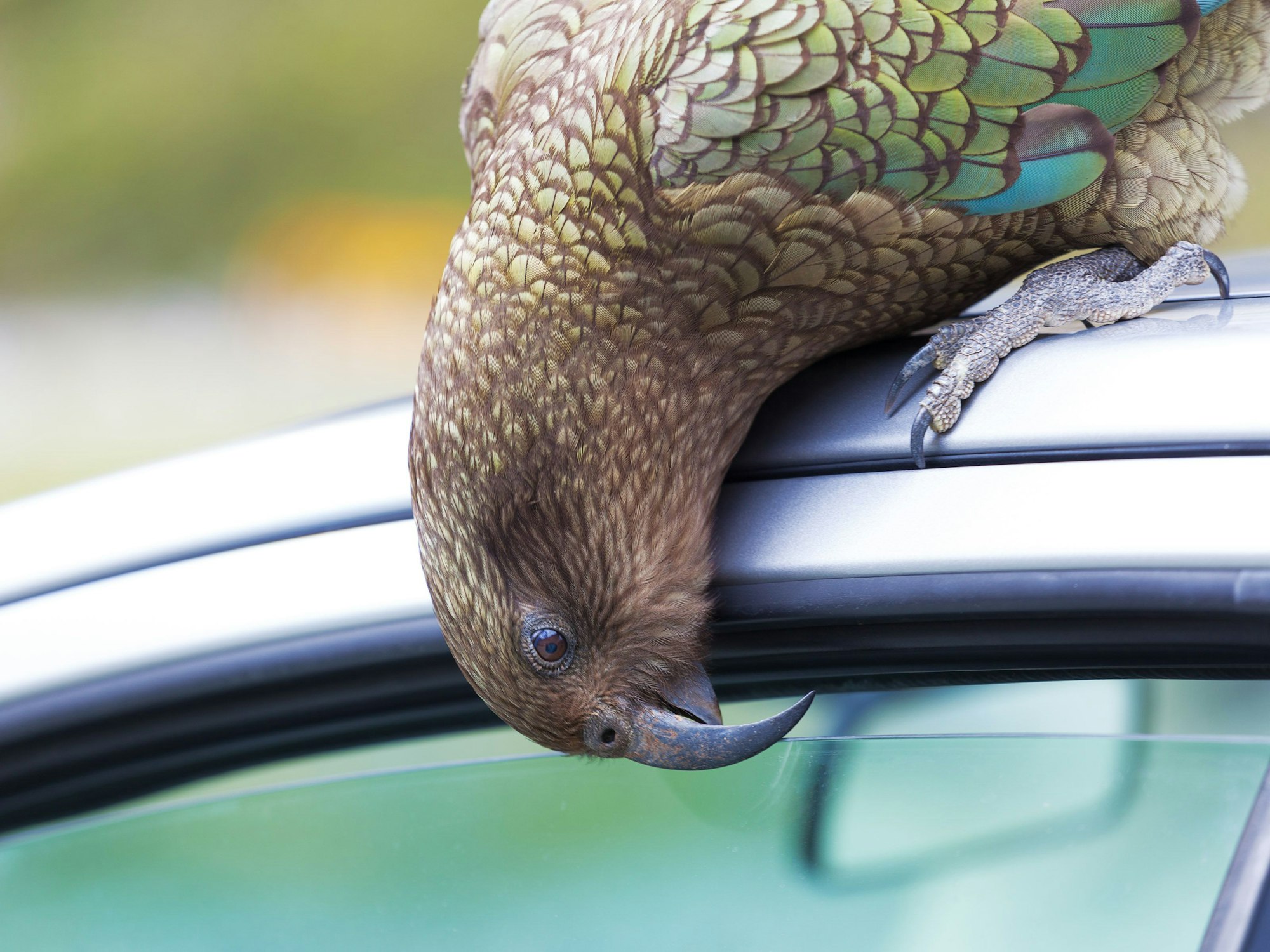Ein Kea knabbert in Neuseeland ein Auto an.