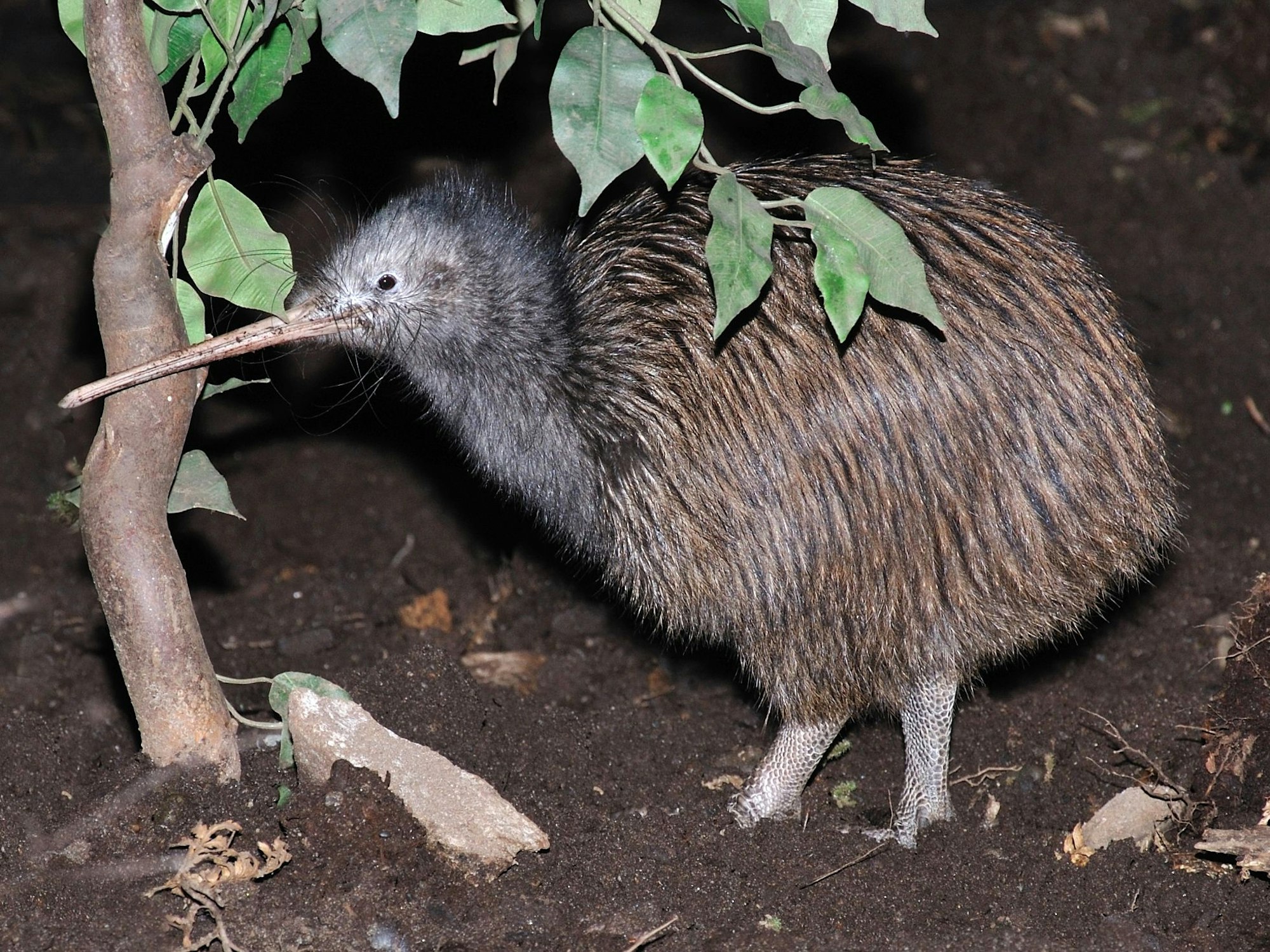 Ein Kiwi in Neuseeland.