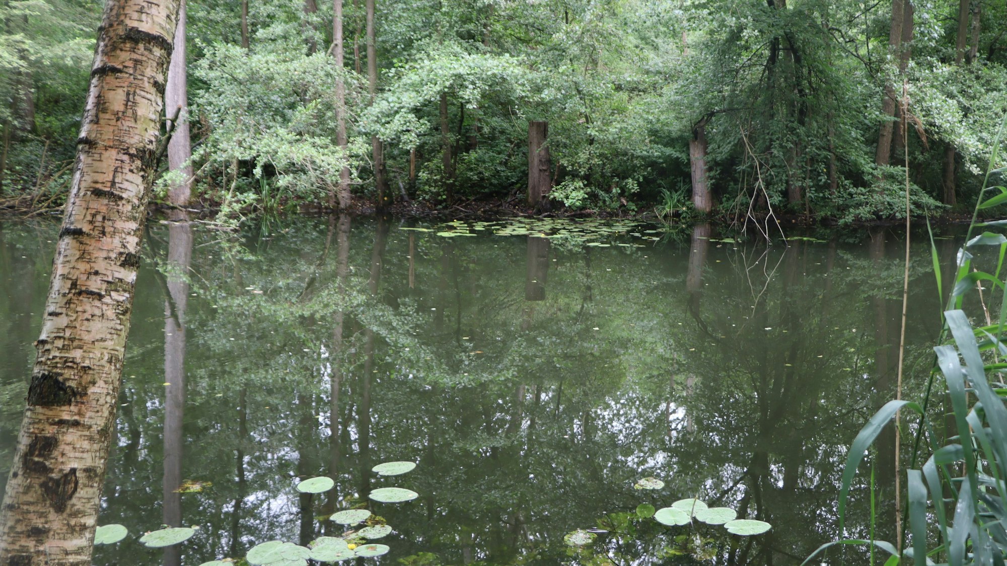 Im Wasser eines See spiegeln sich Bäume, die im Wasser stehen.