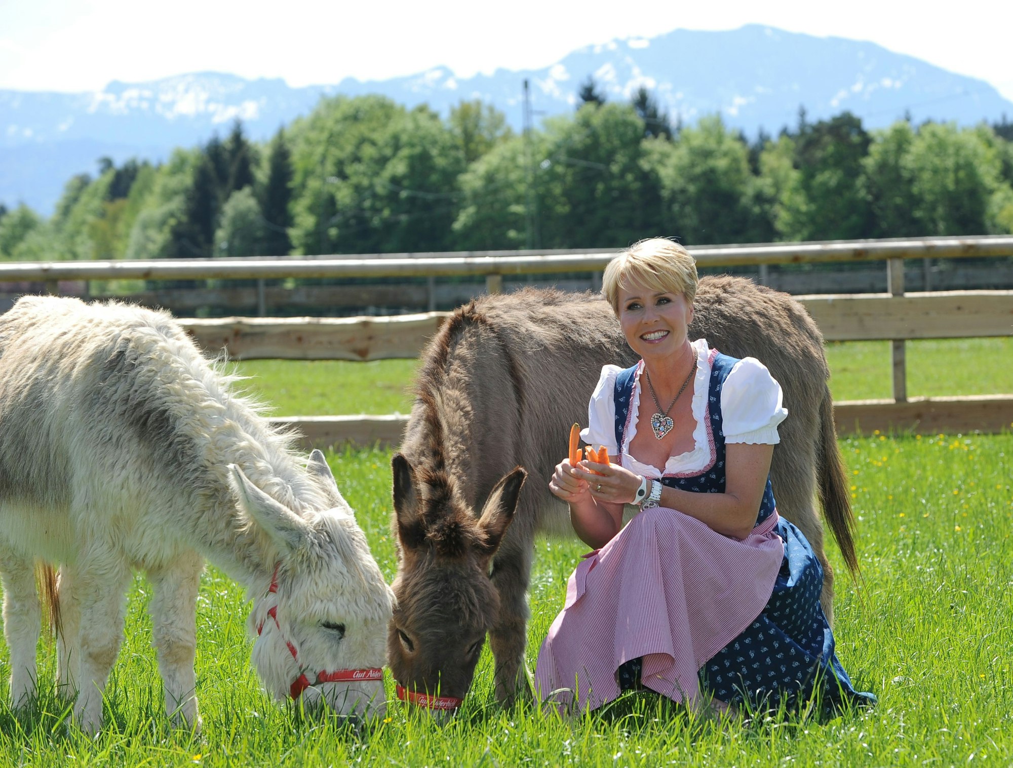 Die Moderatorin Sonja Zietlow füttert am 15.05.2013 auf Gut Aiderbichl bei Iffeldorf am Starnberger See (Bayern) während einer Drehpause zu "Sonjas Welt der Tiere" die Esel.