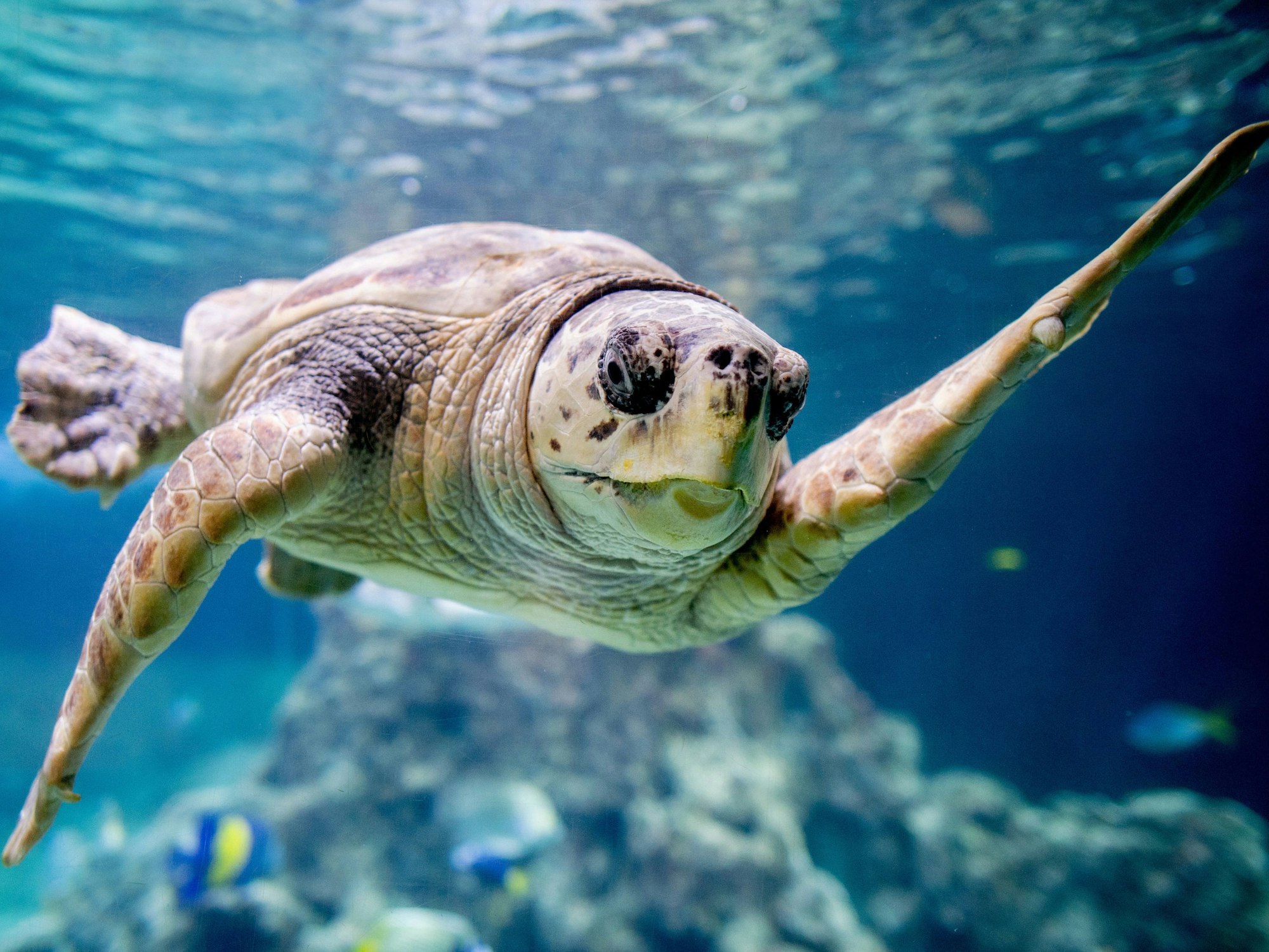 Eine Unechte Karettschildkröte schwimmt durch ein Wasserbecken im Aquarium Wilhelmshaven, hier im Oktober 2022.