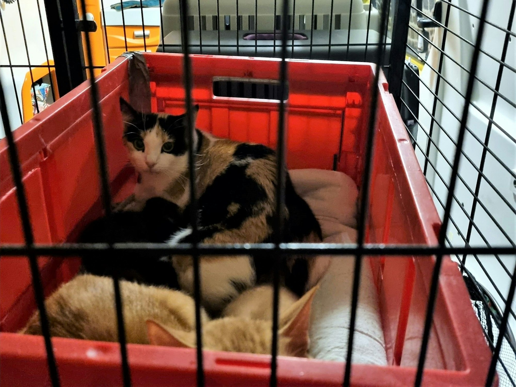 Mehrere Katzen liegen in einer Gitterbox.